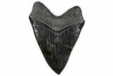 Top Quality, Fossil Megalodon Tooth - South Carolina #307427-2